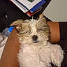 puppy, dog, sleepy, fluffy, fur, pet, arm, resting, indoor, person, hand, water_bottle, papers, stack, brown_skin, cute, small_dog, relaxed, close_up, comfort