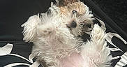 Bubbles joined the competition — help win amazing prizes! puppy, dog, fluffy, lying_down, black_shirt, white_text, paw, fur, cute, small, pet, relaxed, indoor, animal, adorable, looking_up, soft, young, playful, cozy