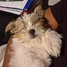 puppy, dog, fluffy, sleepy, pet, animal, cute, fur, resting, indoors, hand, arm, person, phone, folder, paper, desk, brown, white, cozy