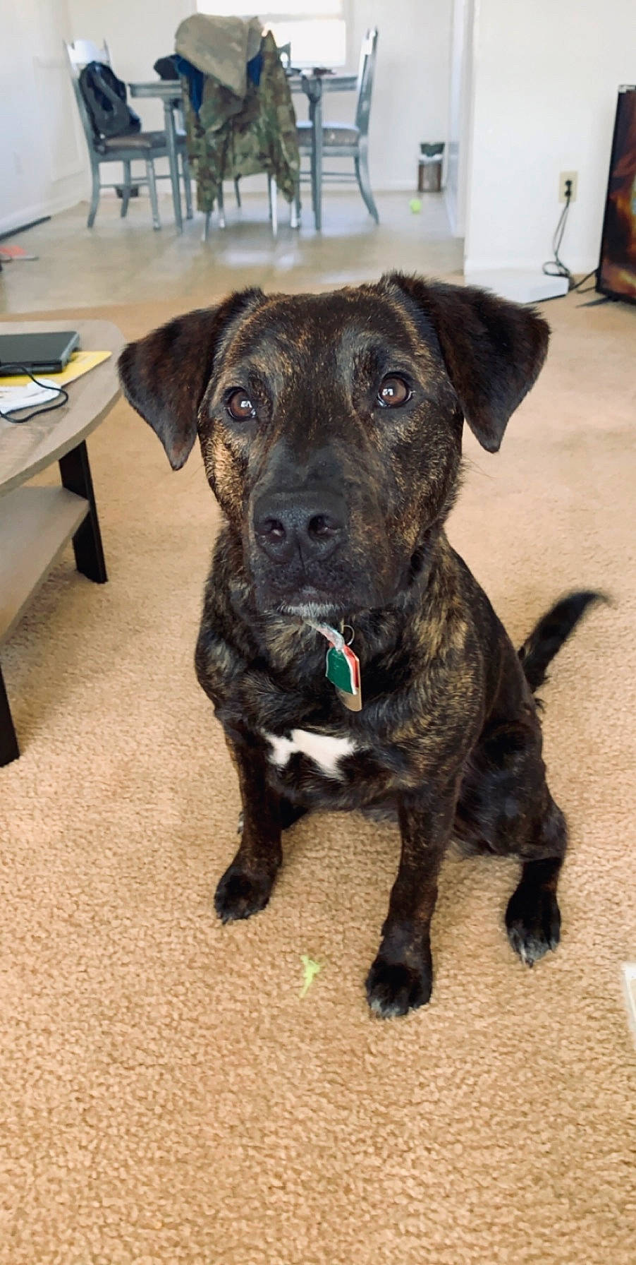 Tigger is registered to the contest to win money with this photo: canidae, carnivore, cimarron_uruguayo, dog, dog_breed, fawn, mammal, mountain_cur, non_sporting_group, patterdale_terrier, plott_hound, puppy, rare_breed_dog, snout, sporting_group, treeing_tennessee_brindle, vertebrate