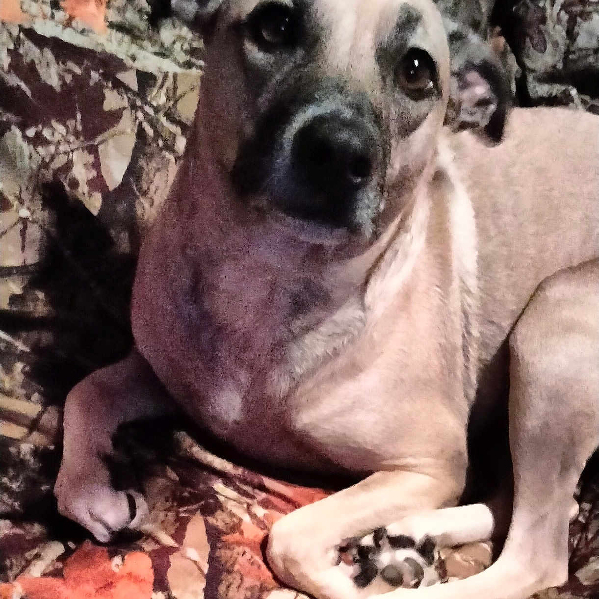 Stella is registered to the contest to win money with this photo: animal, bodypart, boxer, bulldog, canine, dog, face, finger, hand, head, hound, labradorretriever, leaf, person, pet, photography, pitbull, plant, portrait, puppy