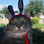 Fish joined the competition — help win amazing prizes! animal, bunny_ears, cat, closeup, costume, daylight, ears, face, feline, funny, gray_cat, greenery, outdoor, pet, pipe_cleaners, suburban, tabby, whiskers, window_screen, yellow_eyes