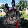 animal, bunny_ears, cat, closeup, costume, daylight, ears, face, feline, funny, gray_cat, greenery, outdoor, pet, pipe_cleaners, suburban, tabby, whiskers, window_screen, yellow_eyes