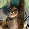 Fish joined the competition — help win amazing prizes! blanket, cat, cozy, cute, ears, face, fluffy, fur, indoor, lying_down, paw, pet, playful, relaxed, resting, stretching, tabby, tongue_out, whiskers, winking