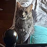 Fish is registered to the contest to win money with this photo: animal, bed, bedroom, blanket, cat, closeup, cozy, curious, domestic_cat, fur, furniture, gray_cat, indoor, looking, pet, quilt, resting, soft_light, whiskers, whiskers_visible