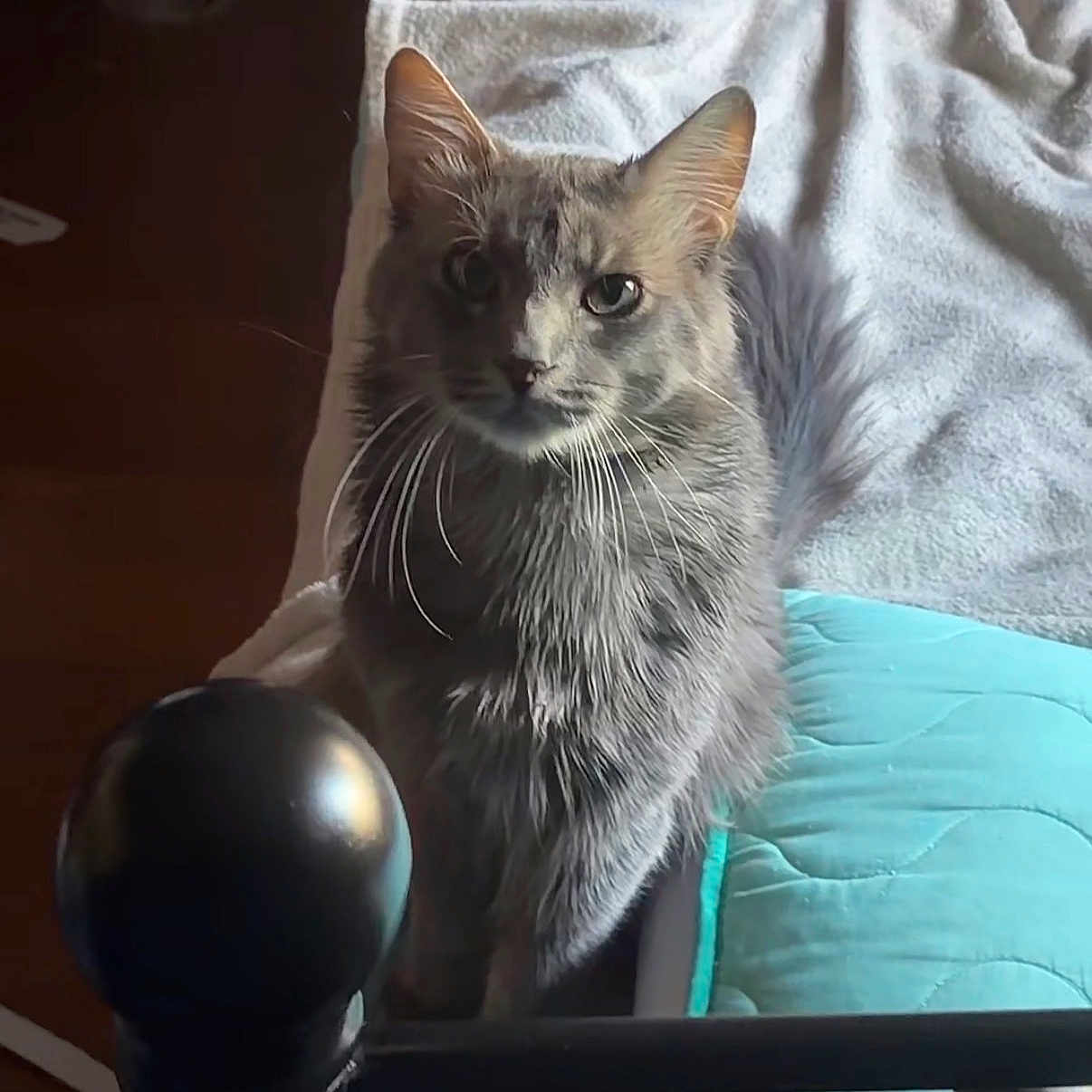 Fish is registered to the contest to win money with this photo: animal, bed, bedroom, blanket, cat, closeup, cozy, curious, domestic_cat, fur, furniture, gray_cat, indoor, looking, pet, quilt, resting, soft_light, whiskers, whiskers_visible