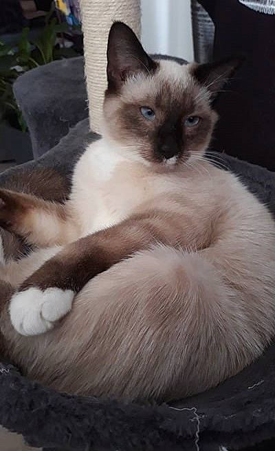 Adzaro participe au concours pour gagner de l'argent avec cette photo : balinese, birman, burmese, carnivore, cat, colorpoint_shorthair, felidae, himalayan, javanese, kitten, mammal, oriental_longhair, ragdoll, siamese, small_to_medium_sized_cats, snowshoe, thai, tonkinese, vertebrate, whiskers