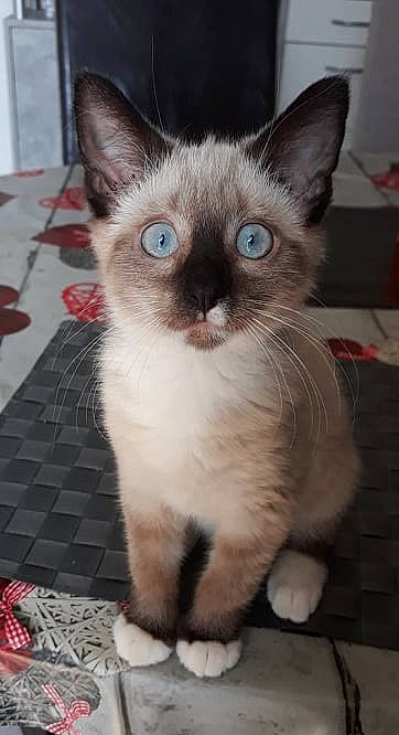 Adzaro a rejoint le concours — aidez-le/la à gagner de superbes lots ! asian, balinese, carnivore, cat, colorpoint_shorthair, domestic_short_haired_cat, felidae, german_rex, javanese, kitten, mammal, ojos_azules, ragdoll, siamese, small_to_medium_sized_cats, snowshoe, thai, tonkinese, vertebrate, whiskers