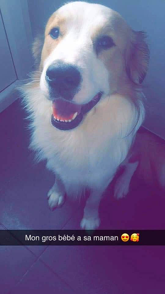 Baloo participe au concours pour gagner de l'argent avec cette photo : animal, canine, closeup, companion, cute, dog, door, floor, friendly, fur, happy, indoor, looking_up, pet, portrait, sitting, smiling, tan, tile, white