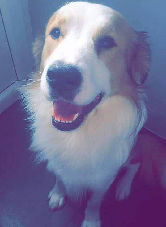 Baloo