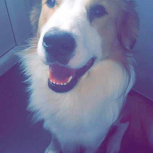 Baloo