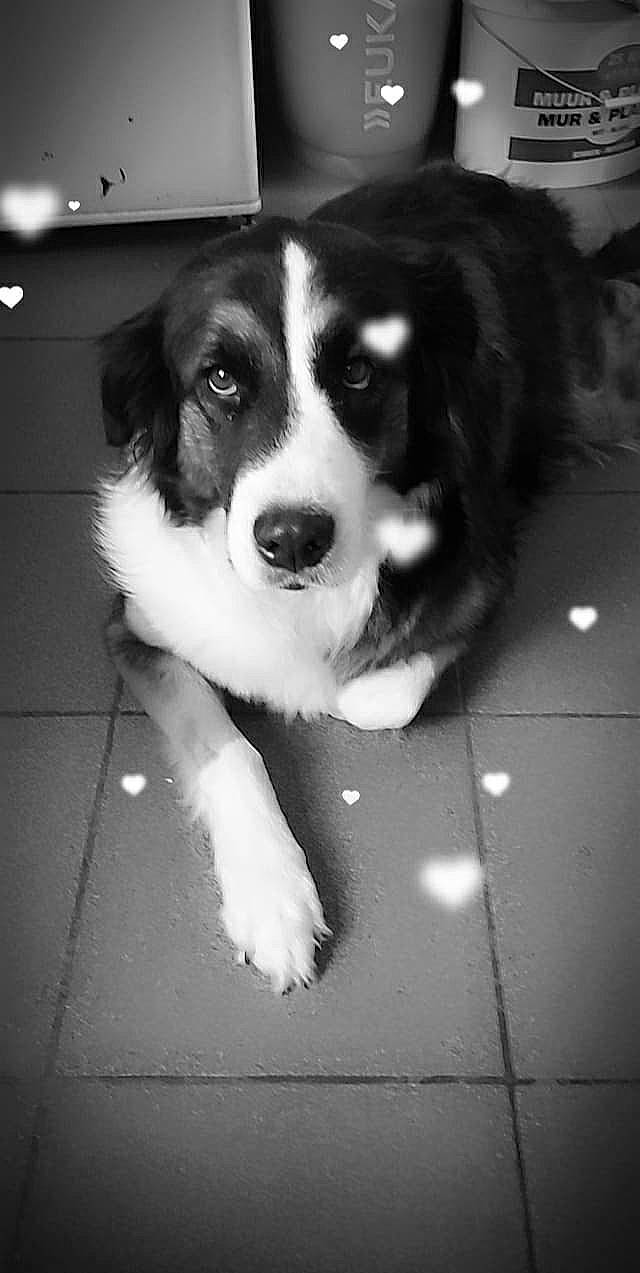 Chanelle a rejoint le concours — aidez-le/la à gagner de superbes lots ! australian_collie, australian_shepherd, bernese_mountain_dog, black_and_white, border_collie, canidae, carnivore, companion_dog, dog, dog_breed, english_shepherd, herding_dog, mammal, miniature_australian_shepherd, rare_breed_dog, snout, sporting_group, welsh_sheepdog, working_dog