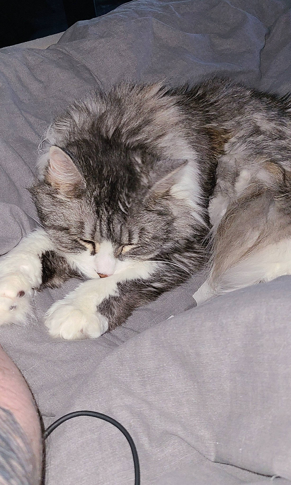 Capucine a rejoint le concours — aidez-le/la à gagner de superbes lots ! carnivore, cat, cat_bed, claw, cloud, comfort, domestic_short_haired_cat, eye, felidae, foot, fur, grey, human_leg, nap, paw, sand, small_to_medium_sized_cats, snout, tail, whiskers