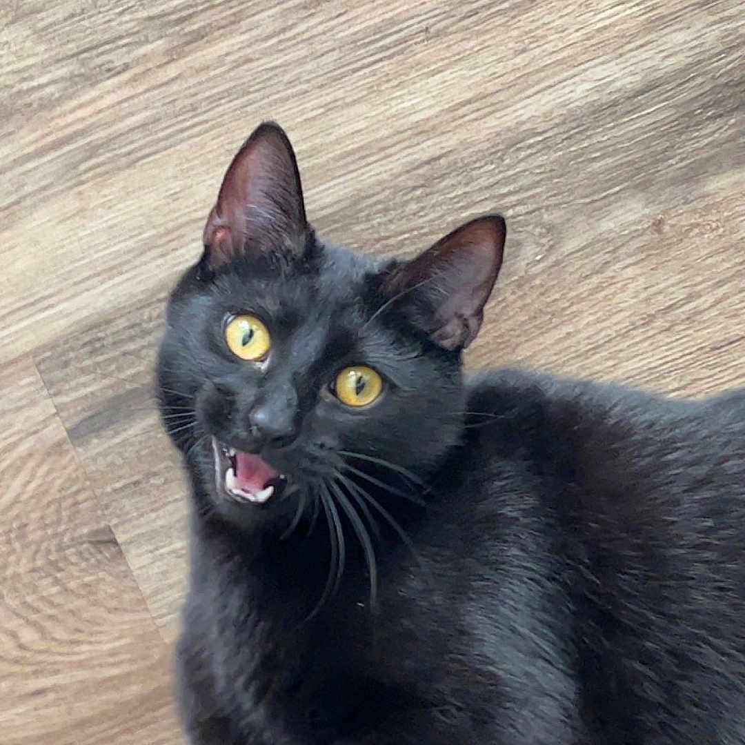 Bubs