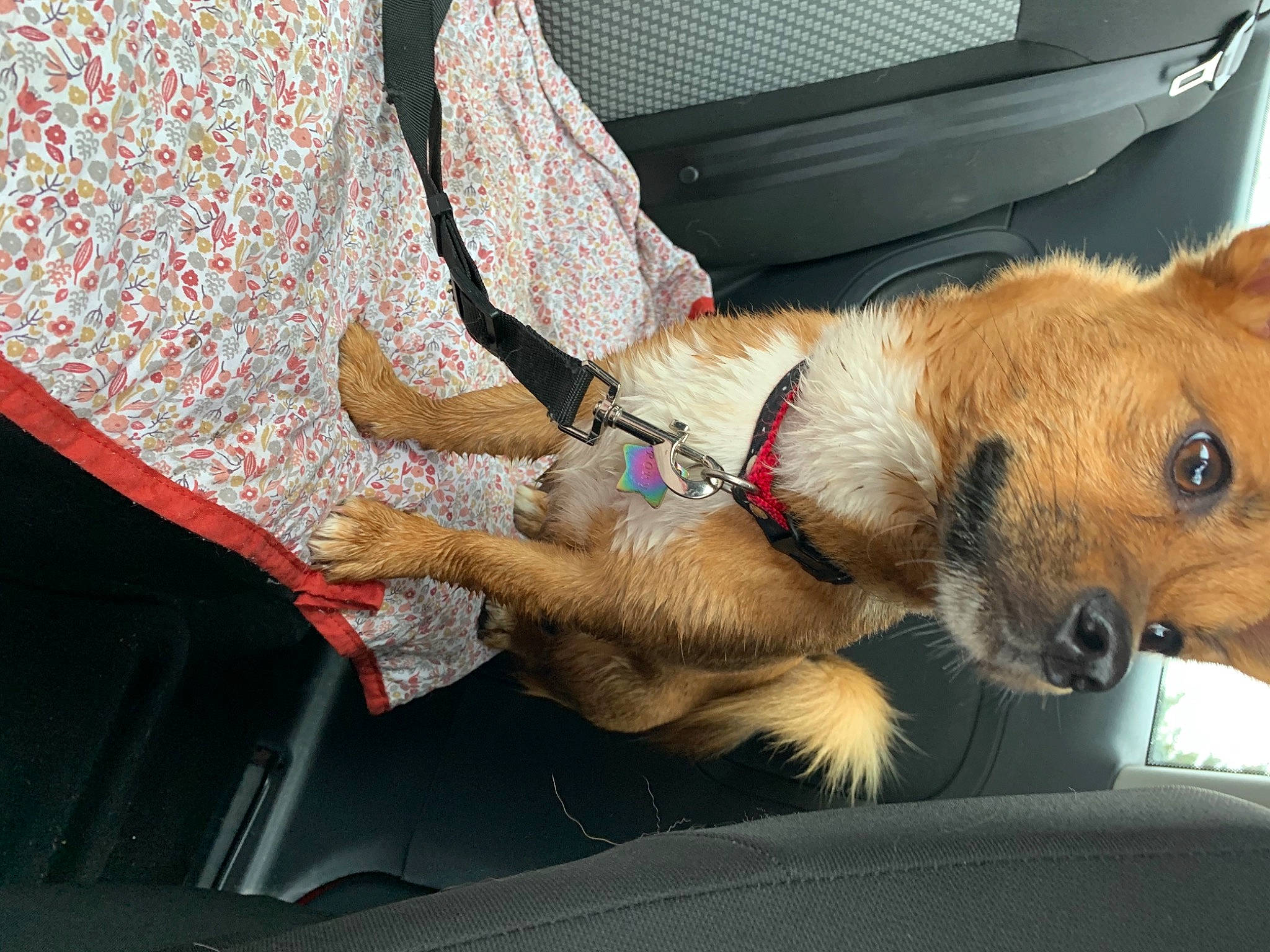 Rory a rejoint le concours — aidez-le/la à gagner de superbes lots ! bag, baggage, canidae, car_seat, carnivore, clock, collar, companion_dog, dog, dog_breed, dog_collar, dog_supply, fashion_accessory, fawn, fur, leash, luggage_and_bags, paw, sporting_group, working_animal