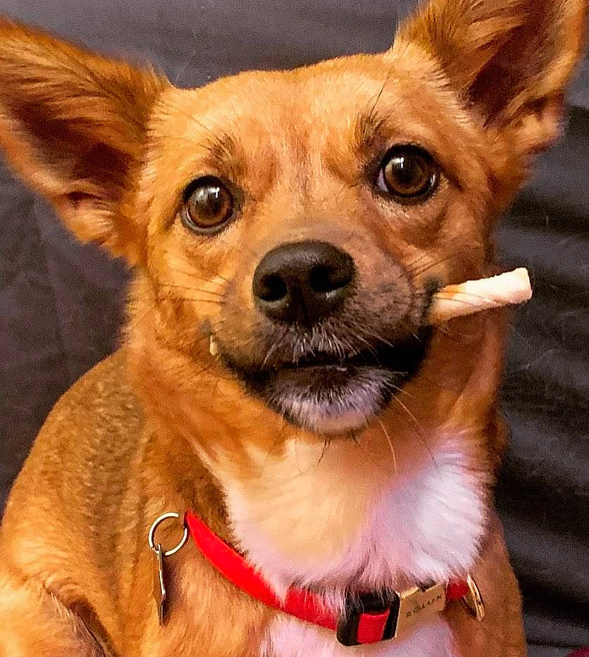 Rory participe au concours pour gagner de l'argent avec cette photo : canidae, carnivore, chihuahua, collar, companion_dog, dog, dog_breed, dog_collar, dog_supply, ear, fawn, fur, liver, russkiy_toy, snout, sporting_group, terrestrial_animal, toy_dog, whiskers, working_animal