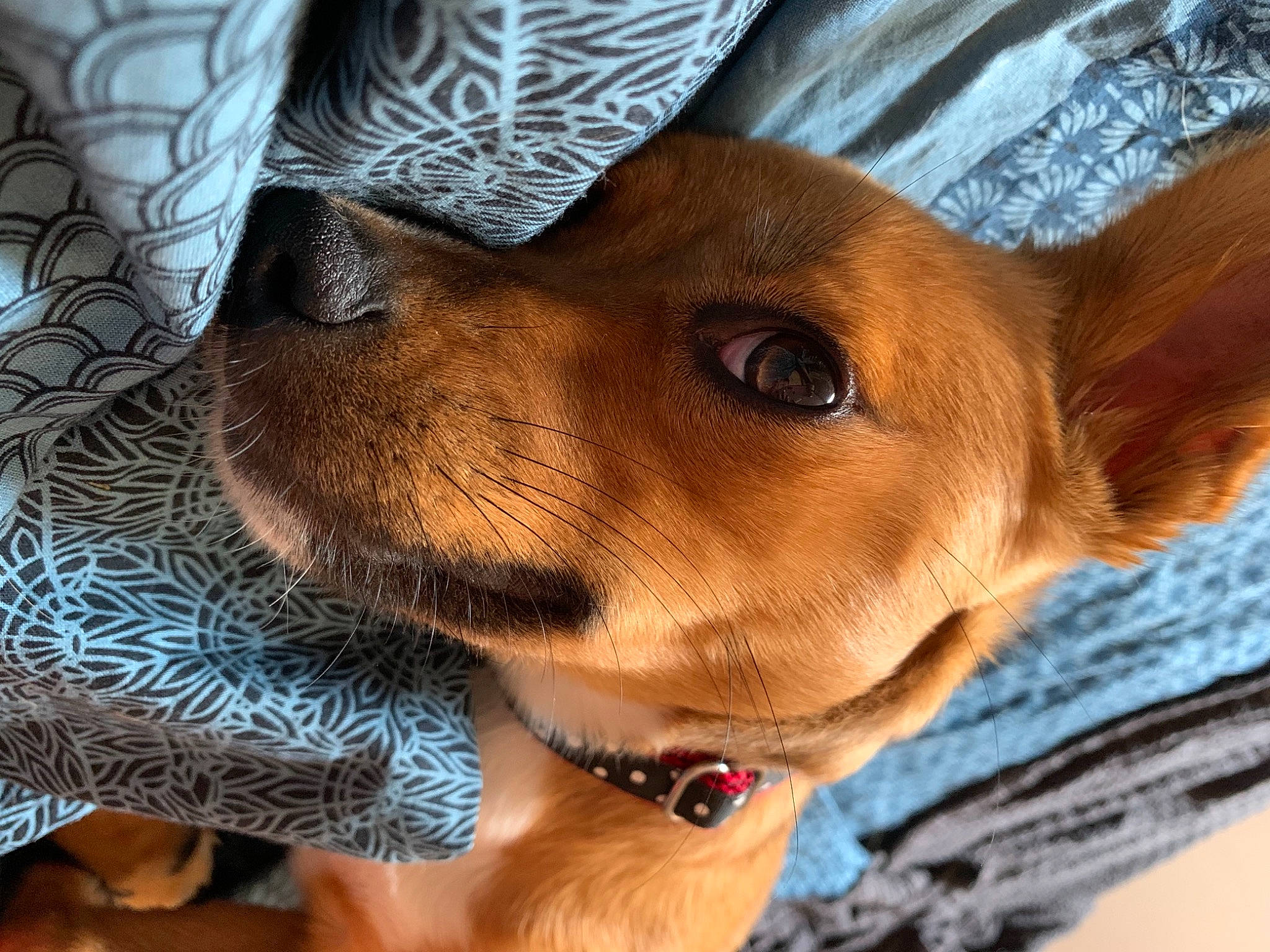 Rory a rejoint le concours — aidez-le/la à gagner de superbes lots ! canidae, carnivore, collar, companion_dog, dog, dog_breed, dog_collar, dog_supply, ear, fawn, fur, liver, nose, pet_supply, selfie, smile, snout, sporting_group, whiskers, working_animal