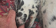 Arès a rejoint le concours — aidez-le/la à gagner de superbes lots ! dog, puppy, hand, bite, spots, close_up, patterned_blanket, resting, playful, pet, animal, fur, whiskers, snout, nuzzle, domestic_animal, cute, sleepy, interaction, cozy