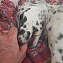 dog, puppy, hand, bite, spots, close_up, patterned_blanket, resting, playful, pet, animal, fur, whiskers, snout, nuzzle, domestic_animal, cute, sleepy, interaction, cozy