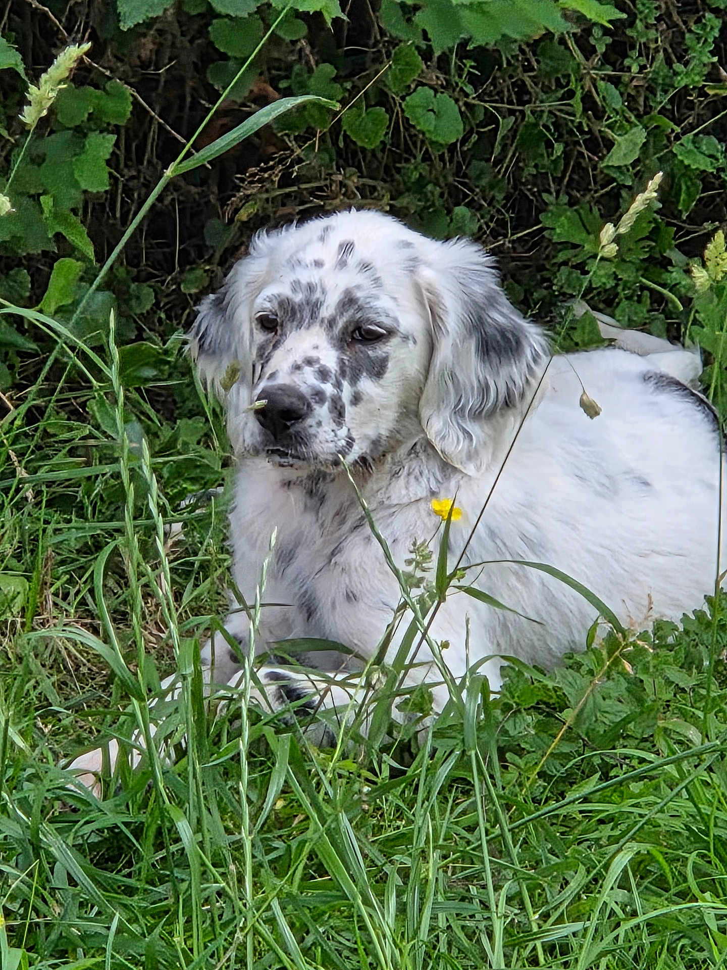 Arès a rejoint le concours — aidez-le/la à gagner de superbes lots ! dog, white_dog, spotted_dog, grass, greenery, flowers, outdoor, nature, relaxed, animal, canine, laying_down, pet, fur, leafy_background, summer, wildflowers, garden, peaceful, mammal
