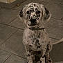 dog, puppy, sitting, indoor, tile_floor, collar, black_spots, white_fur, pet, cute, animal, young_dog, ears, nose, paw, tail, looking, domestic_animal, companion, friendly