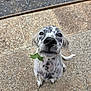 Arès participe au concours pour gagner de l'argent avec cette photo : dog, puppy, spotted, leaf, outdoor, looking_up, curious, pet, animal, black_and_white, fur, ears, snout, tail, sitting, stone_floor, texture, nature, close_up, adorable