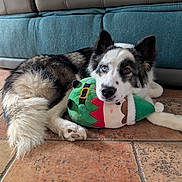 Valkane a rejoint le concours — aidez-le/la à gagner de superbes lots ! dog, heterochromia, plush_toy, elf_toy, floor, tile_floor, sofa, furniture, indoor, pet, lying_down, cute, fluffy, animal, resting, brown_black_white_fur, domestic_animal, toy, relaxed, home