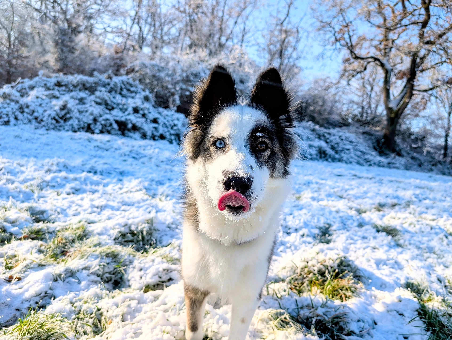 Valkane a rejoint le concours — aidez-le/la à gagner de superbes lots ! dog, snow, outdoor, winter, field, grass, trees, licking, heterochromia, blue_eye, brown_eye, fur, canine, nature, playful, animal, cold, sunlight, daytime, portrait