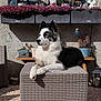 Valkane participe au concours pour gagner de l'argent avec cette photo : dog, black_and_white, wicker, ottoman, flower_pot, purple_flowers, outdoor, patio, sunlight, bench, plant, wall, window, lantern, decor, relaxed, pet, furniture, animal, resting