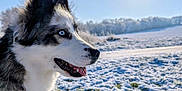 Valkane participe au concours pour gagner de l'argent avec cette photo : animal, blue_eyes, canine, cold, daylight, dog, field, fur, happy, husky, landscape, muzzle, nature, outdoor, pet, profile, sky, snow, sun, winter
