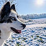 Valkane participe au concours pour gagner de l'argent avec cette photo : dog, husky, blue_eyes, snow, winter, outdoor, animal, fur, nature, landscape, sky, sun, cold, field, pet, muzzle, profile, daylight, happy, canine