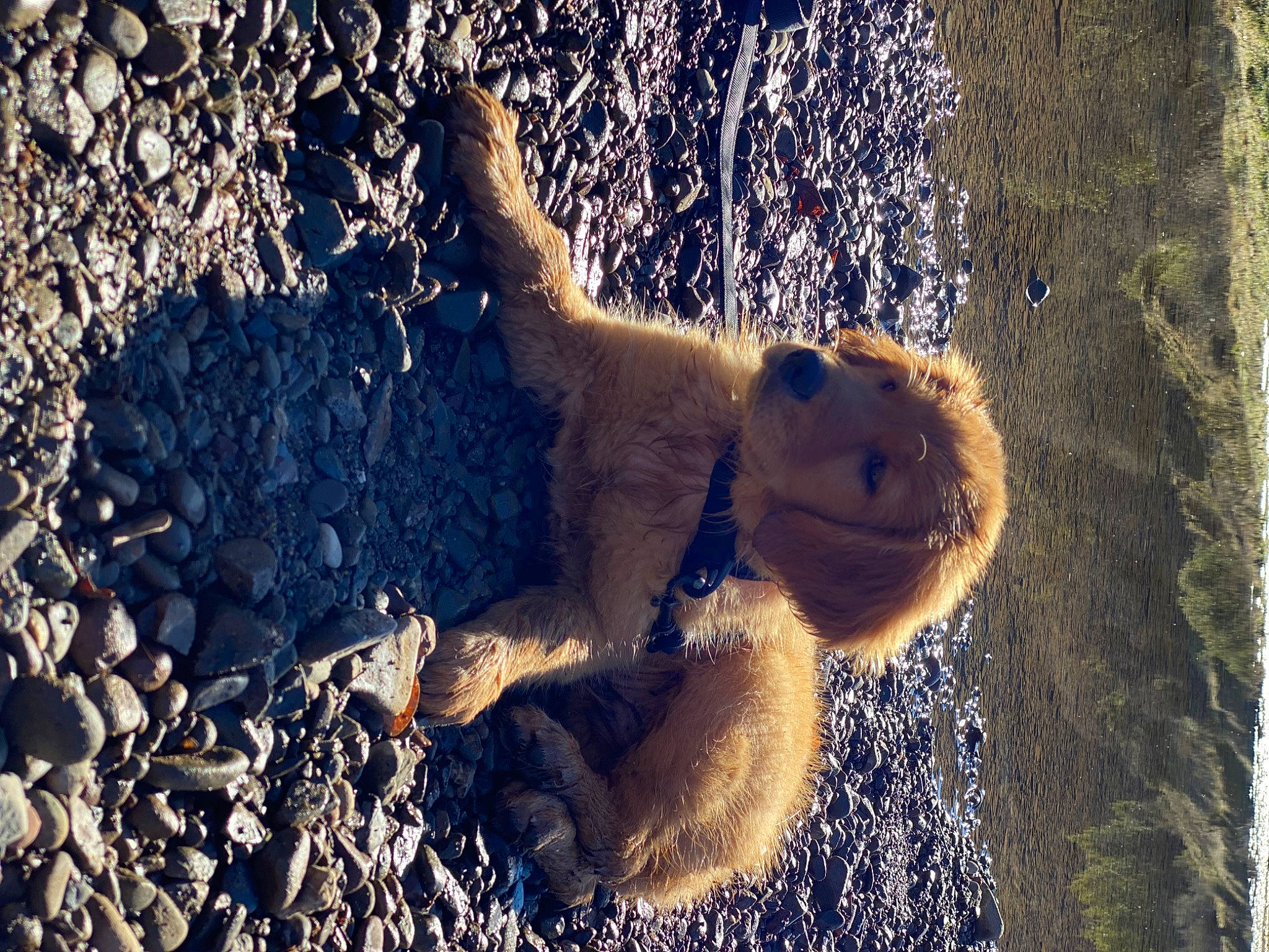 Jaxx is registered to the contest to win money with this photo: adaptation, fawn, grass, happy, leaf, mammal, nature, organism, people_in_nature, plant, snout, stuffed_toy, sunglasses, sunlight, tail, toy, tree, vertebrate, water, wood