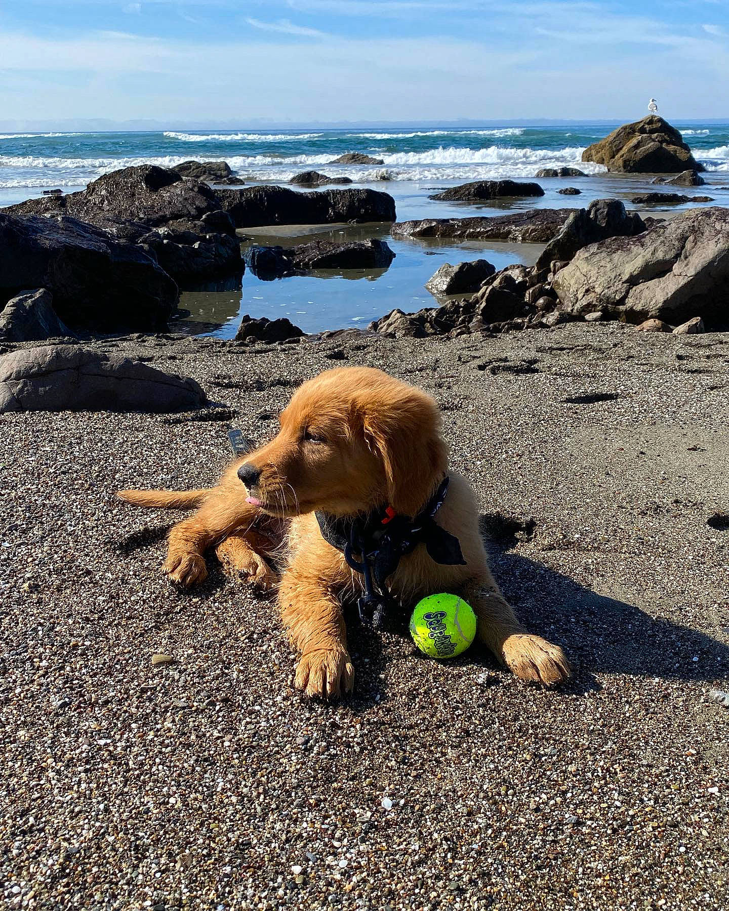 Jaxx joined the competition — help win amazing prizes! airedale_terrier, beach, carnivore, cloud, coastal_and_oceanic_landforms, companion_dog, dog, dog_breed, fawn, grass, leash, morning, sand, shore, sky, summer, toy, water, water_dog, wind_wave