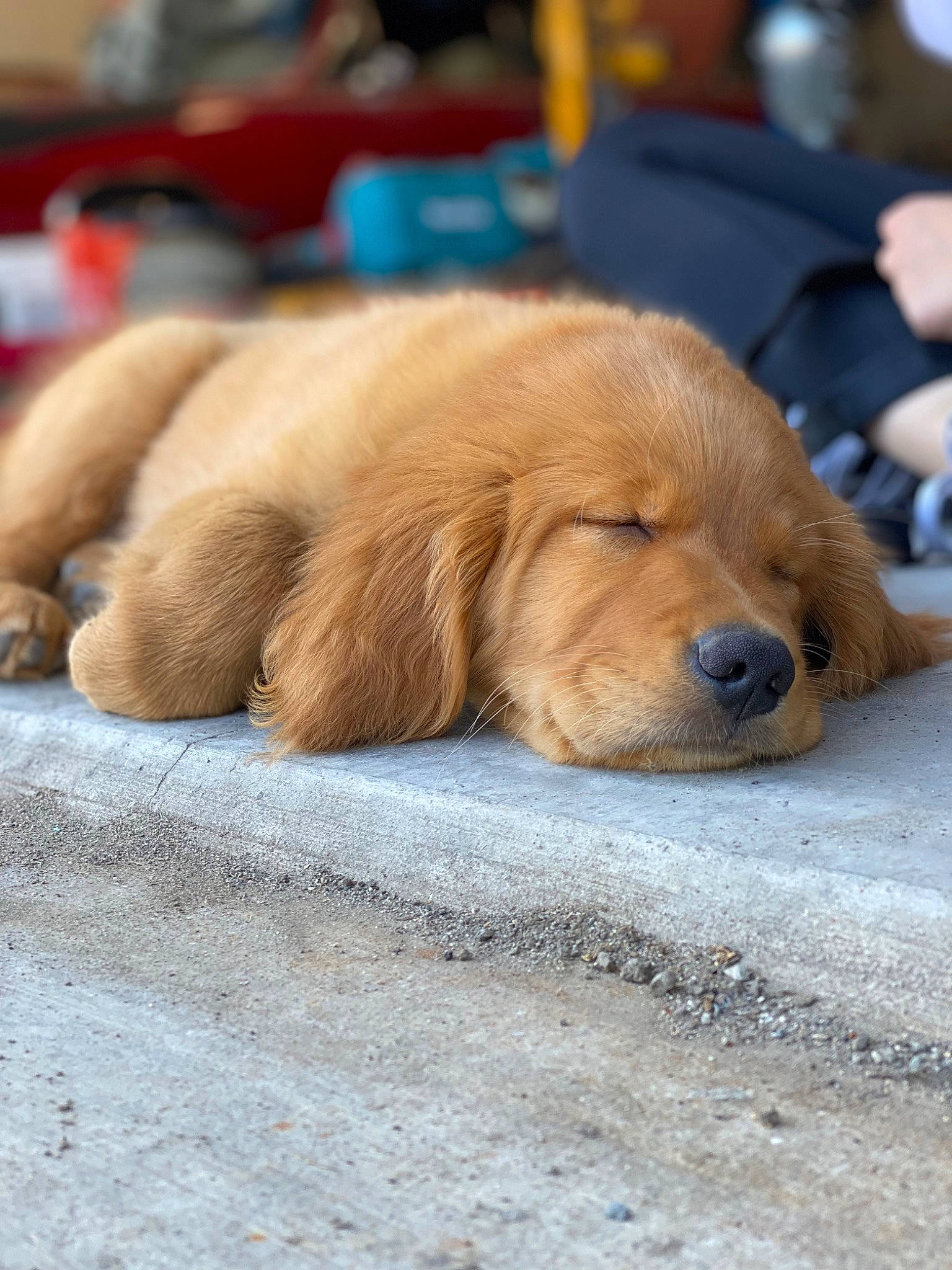 Jaxx is registered to the contest to win money with this photo: carnivore, companion_dog, dog, dog_breed, flooring, fur, liver, paw, puppy, retriever, sitting, snout, sporting_group, street, terrestrial_animal, whiskers, wood, working_animal, wrinkle