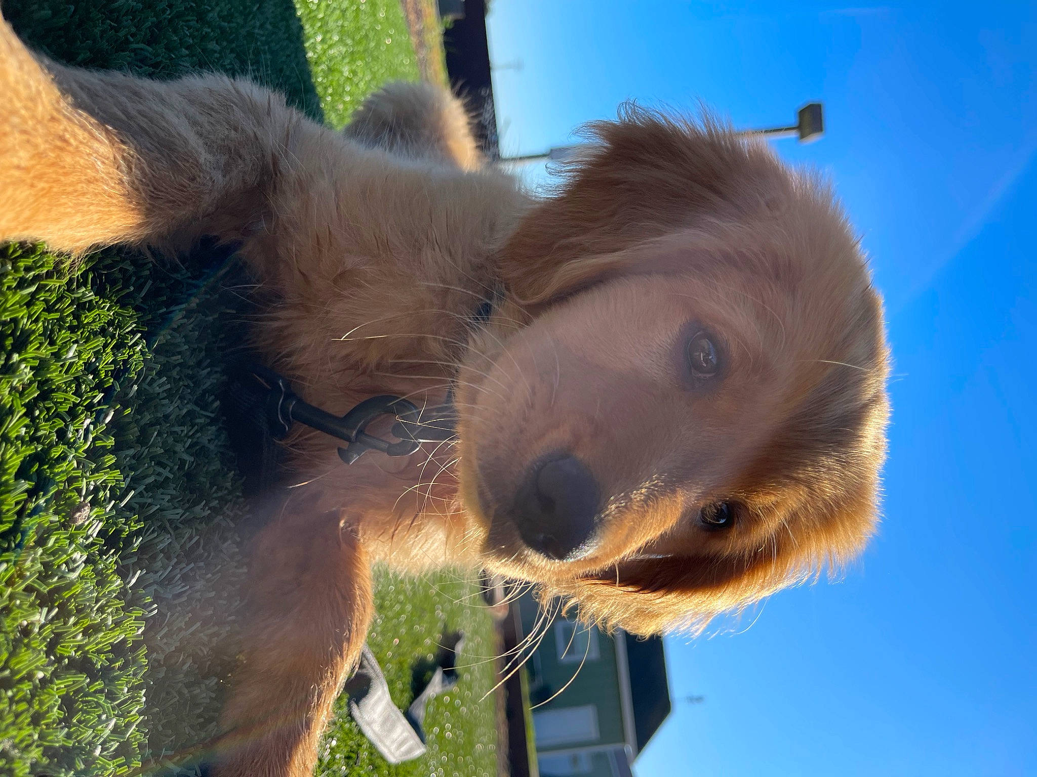 Jaxx is registered to the contest to win money with this photo: canidae, dog_breed, eyelash, fawn, fur, grass, hair, happy, horse, landscape, liver, livestock, pack_animal, sky, snout, sporting_group, stallion, terrestrial_animal, wildlife, working_animal