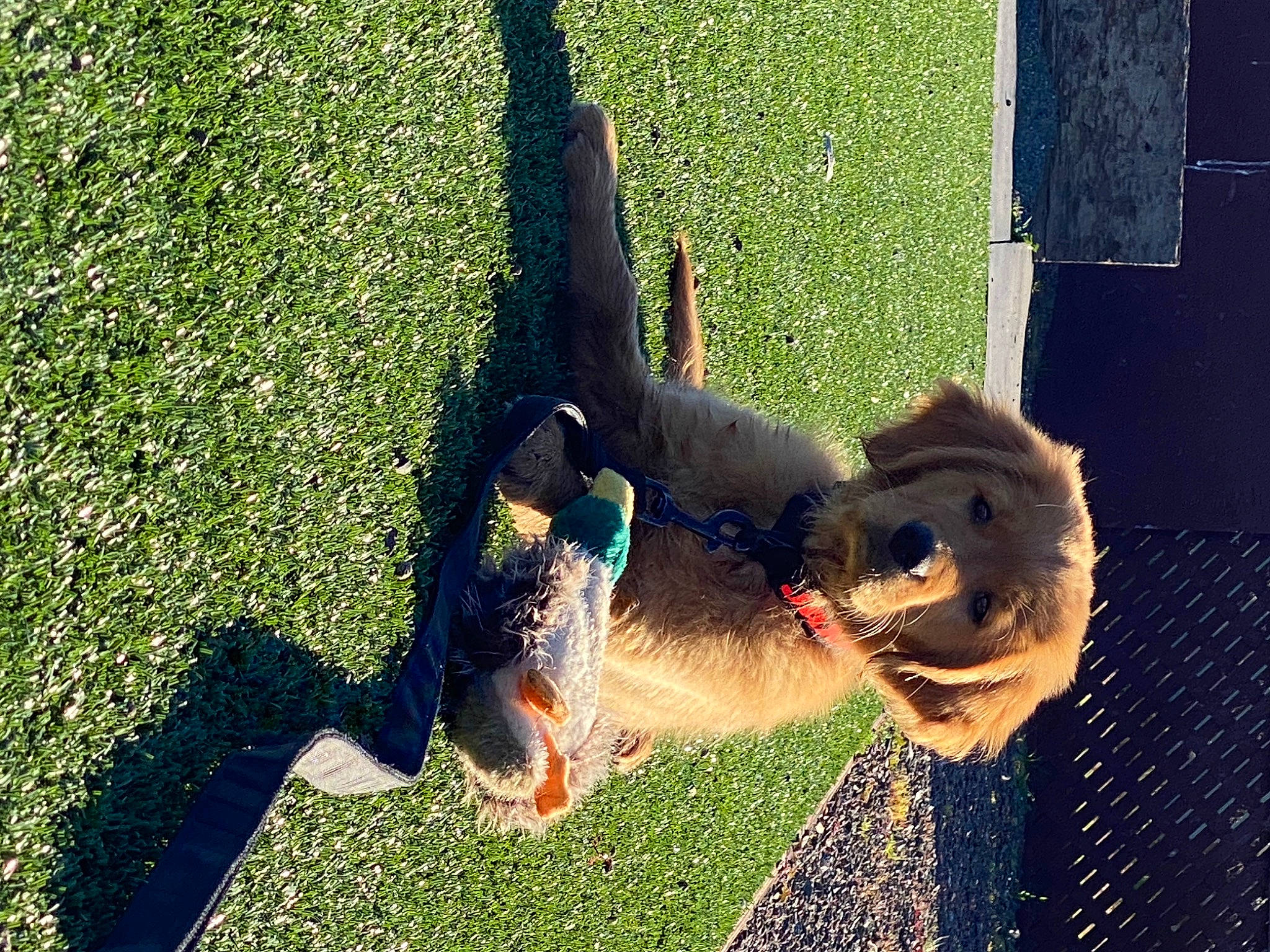 Jaxx is registered to the contest to win money with this photo: adventure, canidae, carnivore, companion_dog, dog, dog_breed, fawn, grass, happy, leash, leisure, plant, recreation, shadow, smile, sporting_group, tail, toy, tree, working_animal