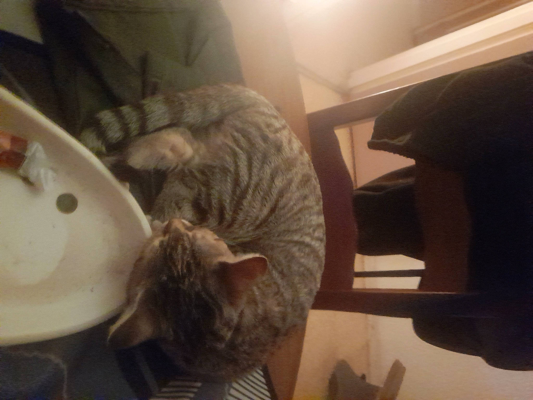 Kaline participe au concours pour gagner de l'argent avec cette photo : bathroom, carnivore, cat, cat_supply, cloud, comfort, domestic_short_haired_cat, felidae, flooring, fur, metal, plumbing_fixture, room, small_to_medium_sized_cats, snout, tail, terrestrial_animal, tints_and_shades, whiskers, wood