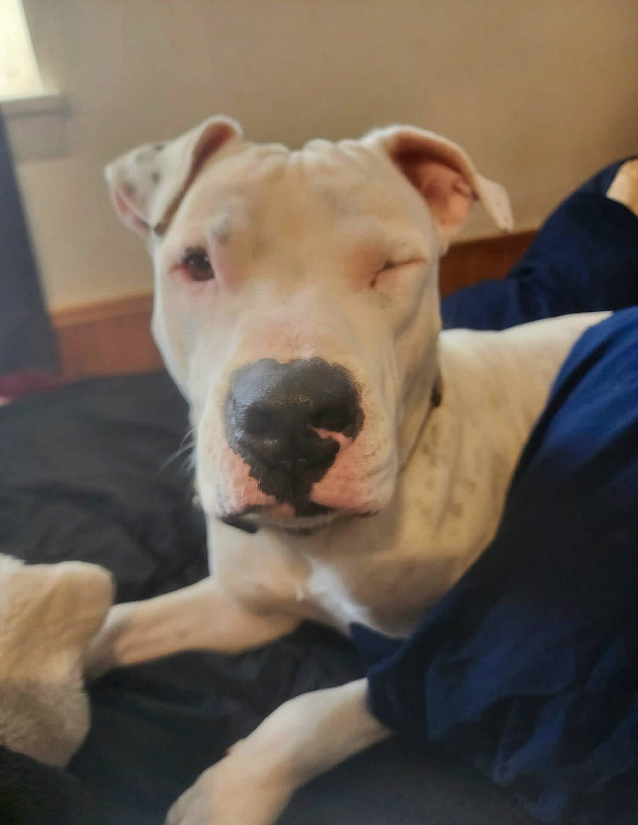 Debo joined the competition — help win amazing prizes! bull_terrier, canidae, carnivore, collar, comfort, companion_dog, dog, dog_breed, dogo_argentino, dogo_guatemalteco, english_white_terrier, fang, fawn, guard_dog, non_sporting_group, snout, sporting_group, terrestrial_animal, whiskers, working_animal