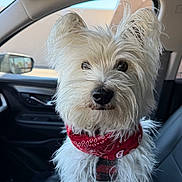 Norman joined the competition — help win amazing prizes! dog, white_dog, fluffy, pet, bandana, car, vehicle, passenger_seat, fur, cute, animal, portrait, indoor, close_up, looking, companion, domestic_animal, canine, seat, window