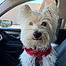 dog, white_dog, fluffy, pet, bandana, car, vehicle, passenger_seat, fur, cute, animal, portrait, indoor, close_up, looking, companion, domestic_animal, canine, seat, window