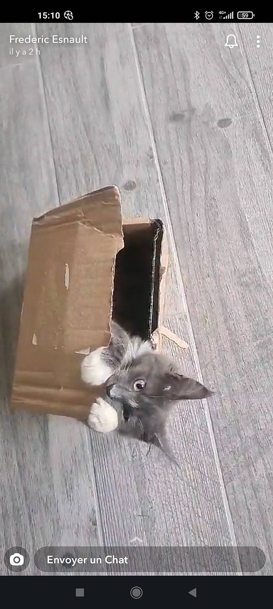 Swally participe au concours pour gagner de l'argent avec cette photo : canidae, carton, cat, dog_breed, domestic_short_haired_cat, felidae, flooring, fur, grey, hardwood, packing_materials, plank, plywood, small_to_medium_sized_cats, tail, whiskers, wood