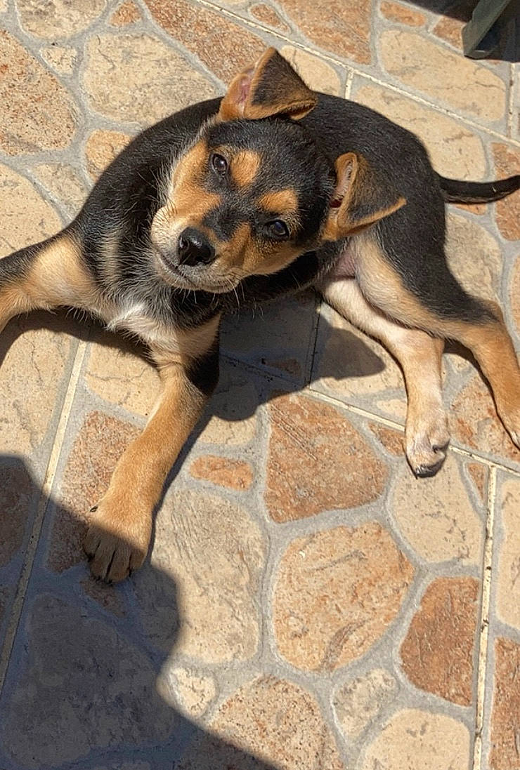 Ilma a rejoint le concours — aidez-le/la à gagner de superbes lots ! canidae, carnivore, dog, dog_breed, huntaway, mammal, vertebrate