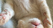 Bilbo joined the competition — help win amazing prizes! carnivore, cat, close_up, fawn, felidae, fur, kitten, nap, nose, paw, polydactyl_cat, small_to_medium_sized_cats, snout, whiskers