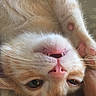 Bilbo joined the competition — help win amazing prizes! asian, carnivore, cat, close_up, eye, fawn, felidae, fur, german_rex, kitten, mammal, mouth, nose, singapura, skin, small_to_medium_sized_cats, snout, turkish_angora, turkish_van, whiskers