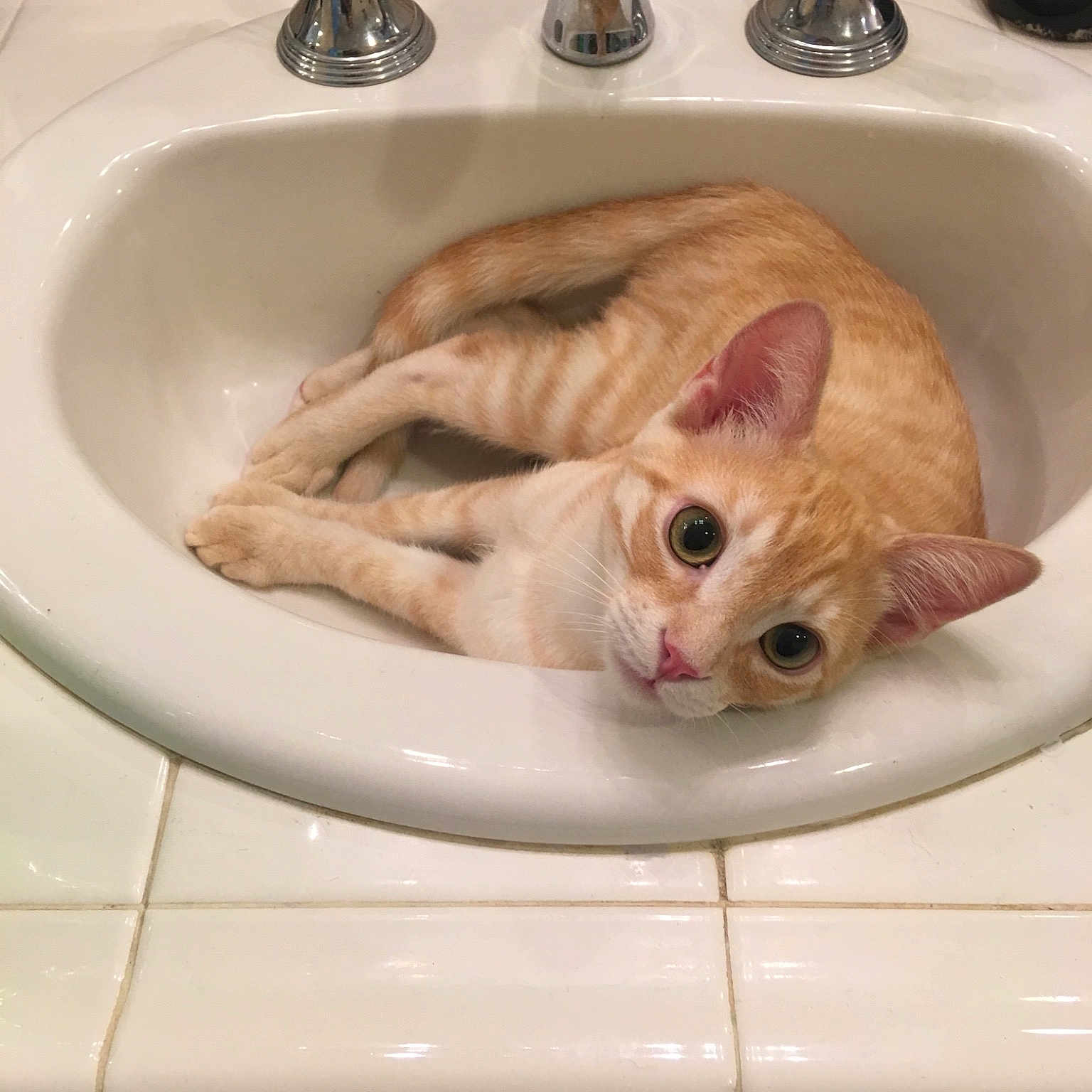 Bilbo