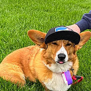 Ein joined the competition — help win amazing prizes! dog, corgi, grass, cap, hat, outdoor, pet, animal, tongue_out, playful, brown_fur, white_fur, leash, collar, paw, ears, cute, winking, hand, resting