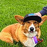 dog, corgi, grass, cap, hat, outdoor, pet, animal, tongue_out, playful, brown_fur, white_fur, leash, collar, paw, ears, cute, winking, hand, resting