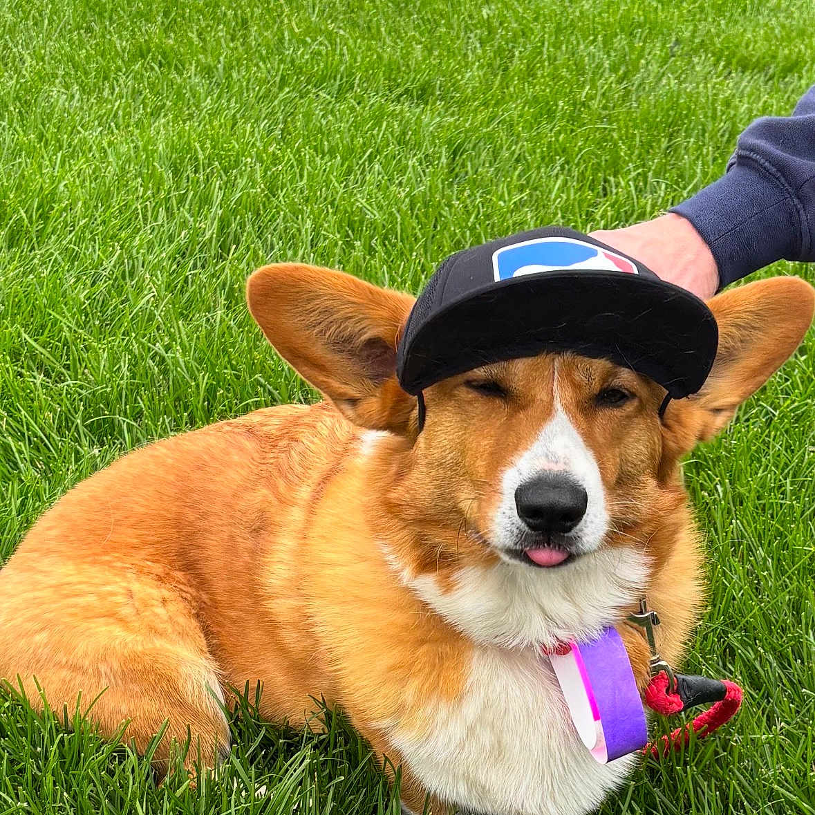 Ein joined the competition — help win amazing prizes! dog, corgi, grass, cap, hat, outdoor, pet, animal, tongue_out, playful, brown_fur, white_fur, leash, collar, paw, ears, cute, winking, hand, resting