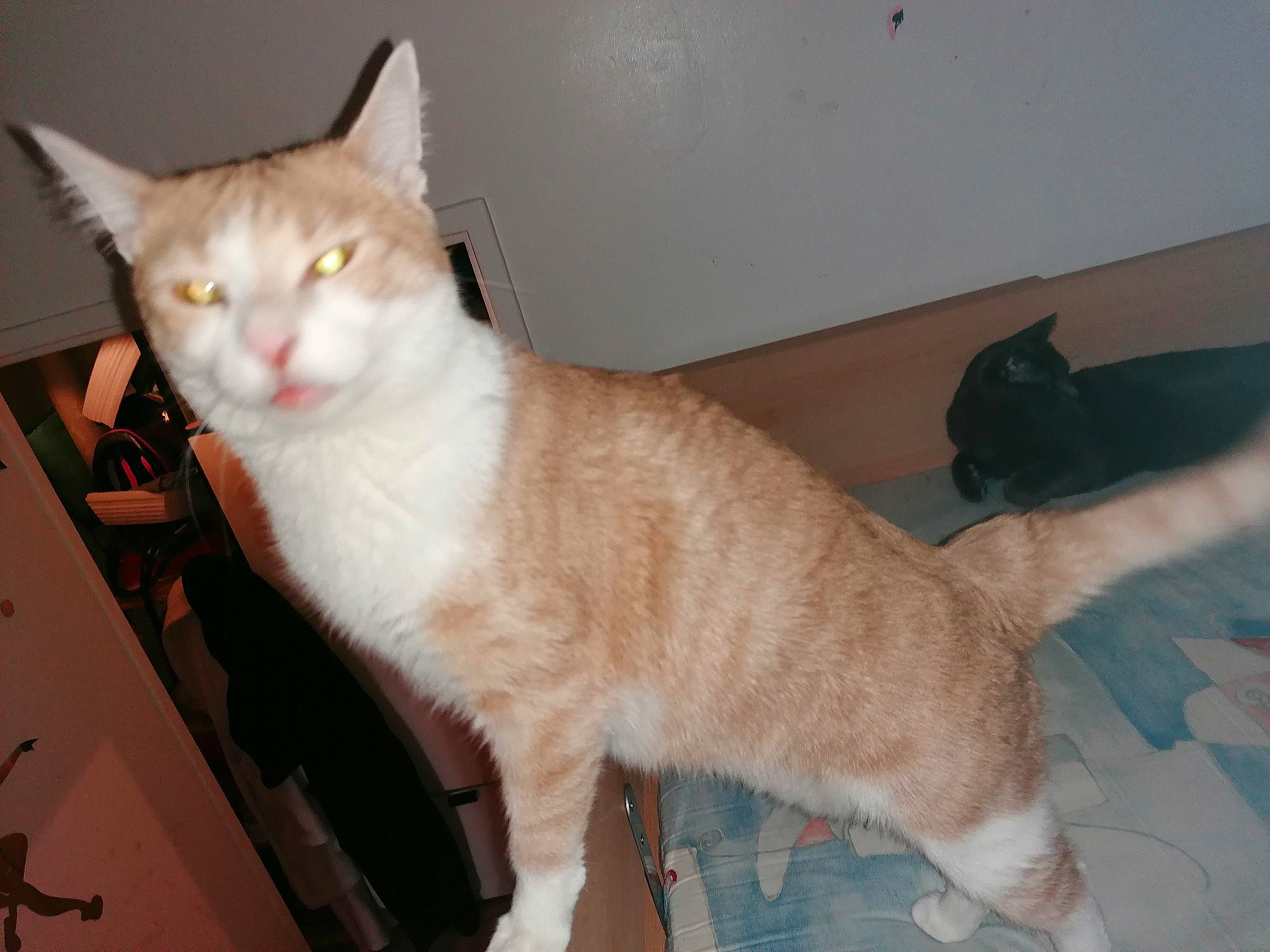 Poppie participe au concours pour gagner de l'argent avec cette photo : aegean_cat, american_wirehair, arabian_mau, asian, carnivore, cat, domestic_short_haired_cat, european_shorthair, fawn, felidae, fur, german_rex, kitten, mammal, polydactyl_cat, small_to_medium_sized_cats, tail, vertebrate, whiskers