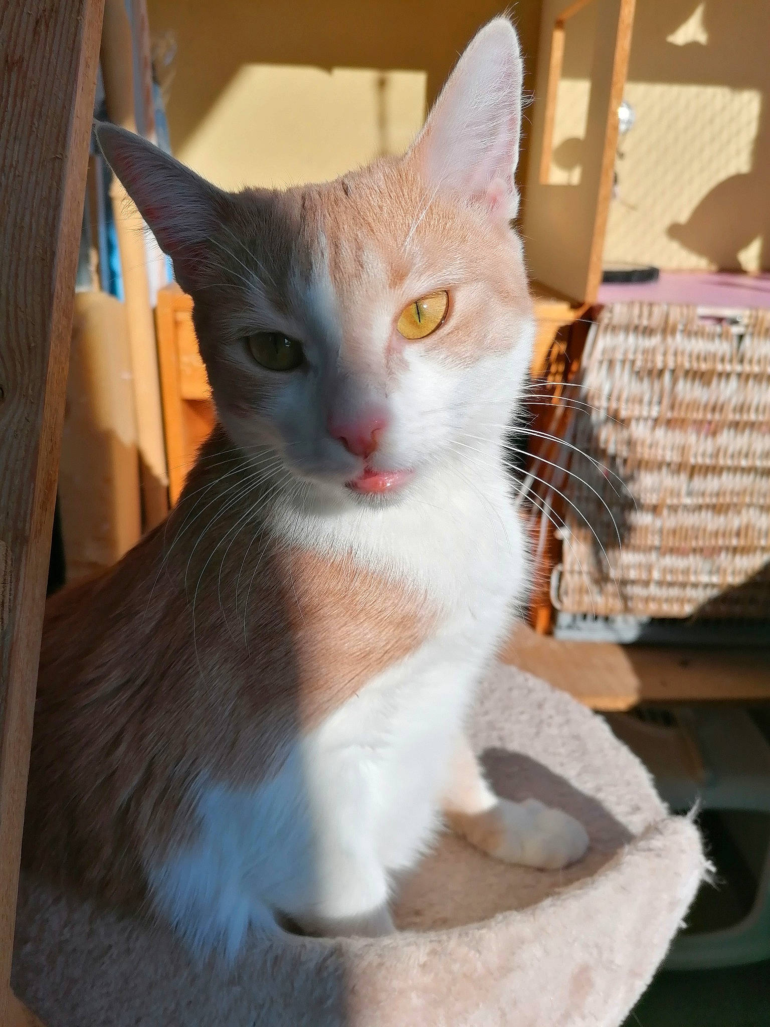 Poppie a rejoint le concours — aidez-le/la à gagner de superbes lots ! aegean_cat, american_wirehair, arabian_mau, asian, carnivore, cat, domestic_short_haired_cat, european_shorthair, fawn, felidae, german_rex, javanese, kitten, mammal, ojos_azules, small_to_medium_sized_cats, turkish_van, vertebrate, whiskers